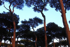 Waldmotive