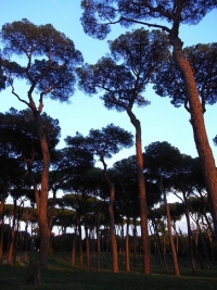 Waldmotive