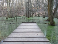 Waldmotive