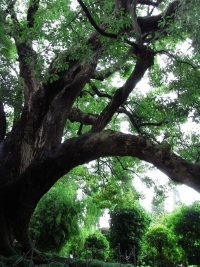 Waldmotive
