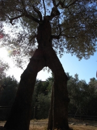 Waldmotive