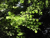 Waldmotive