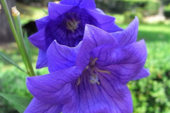 Blumen / Früchte