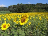 Blumen / Früchte