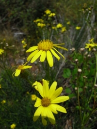 Blumen / Früchte
