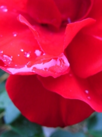 Blumen / Früchte