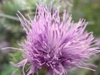 Blumen / Früchte