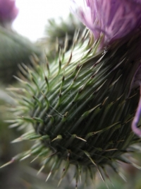 Blumen / Früchte