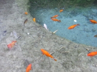 Binnenwasser