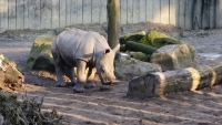 Tierpatenschaft